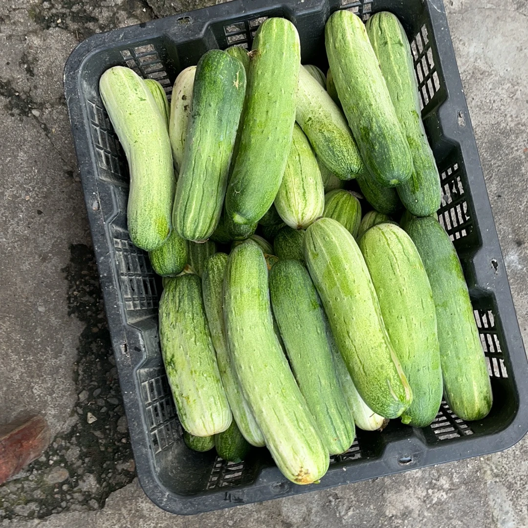 湖南高山现摘现发老品种应季黄瓜清甜可口顺丰包邮