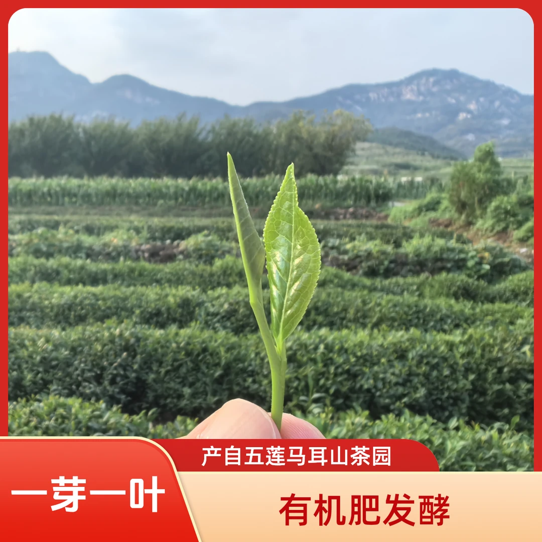【精品】五莲马耳山绿茶 芒种 夏至口粮茶 绿色食品认证 一芽一叶
