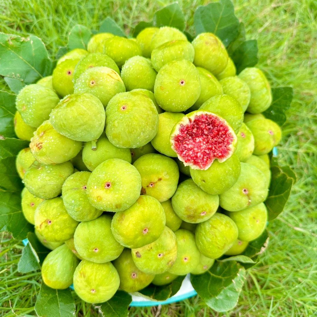 【顺丰空运】威海夏季露天种植新鲜青皮无花果软糯清甜现摘现发