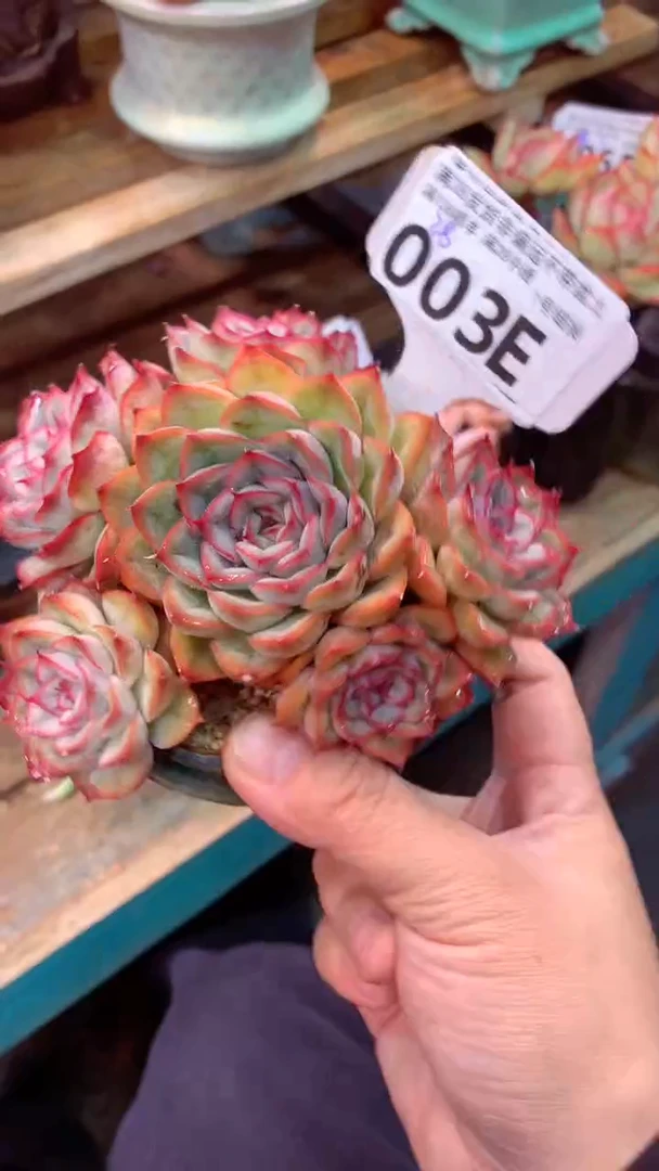 003E（一物一拍实付满28发货，默认不带盆土）