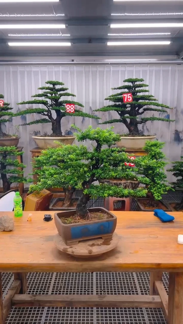 无花朵S*S精品盆景直播间一物一拍
