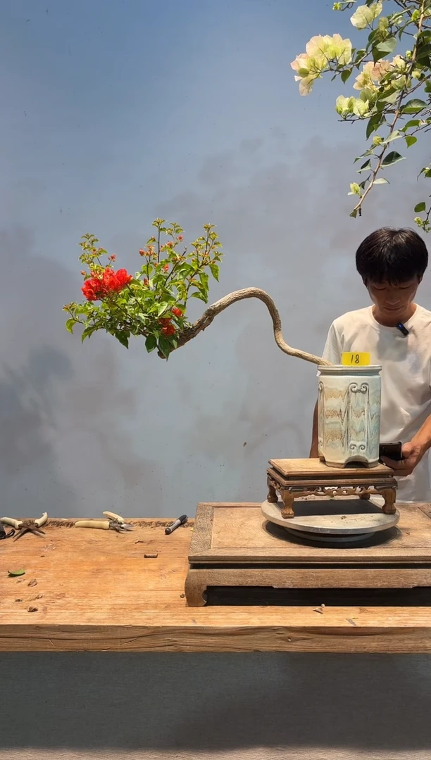 全部花朵南****）三角梅18