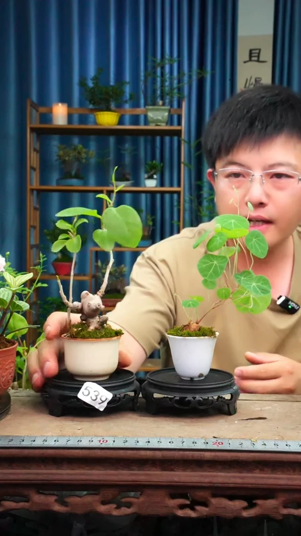 无花朵苔藓微景观539号