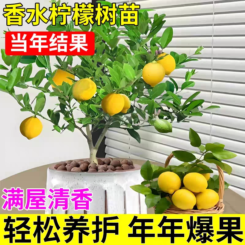 一物一拍盆栽室内柠檬专享链接