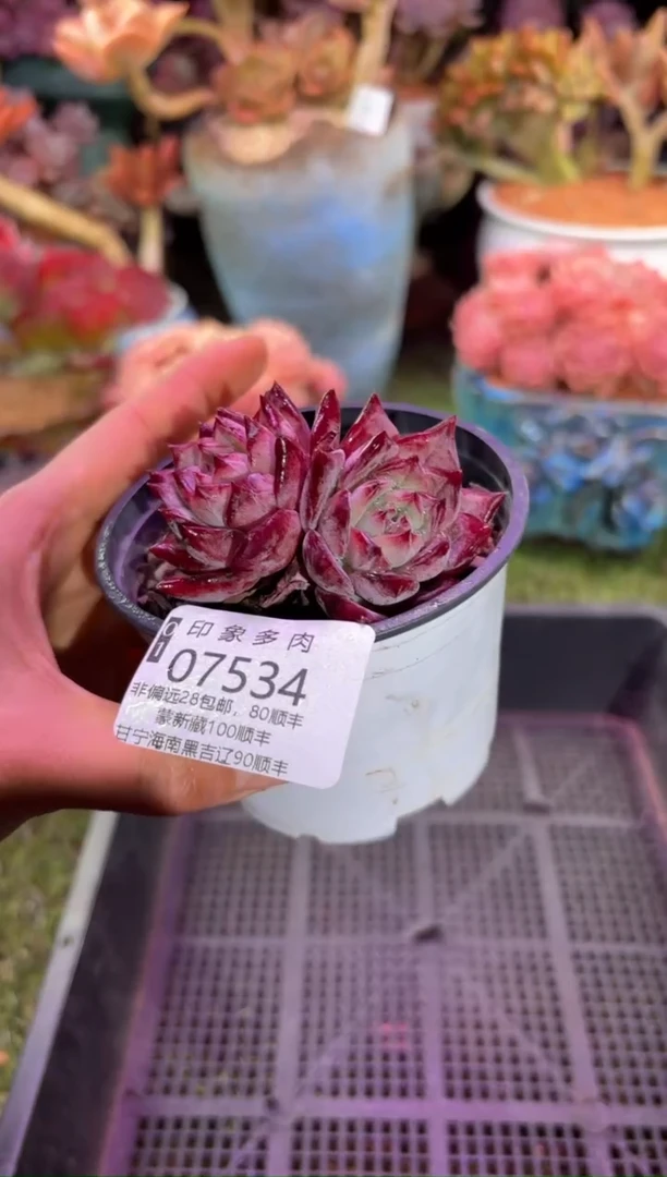 【闪购商品】07534