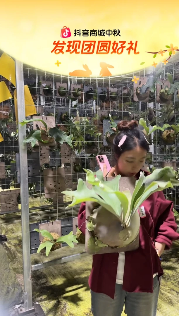 不开花植物L754-雷神成株