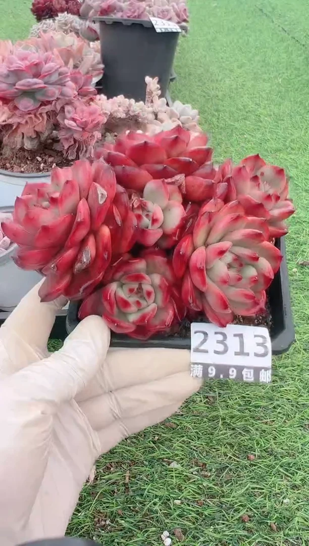 【闪购商品】信福多肉一物一拍