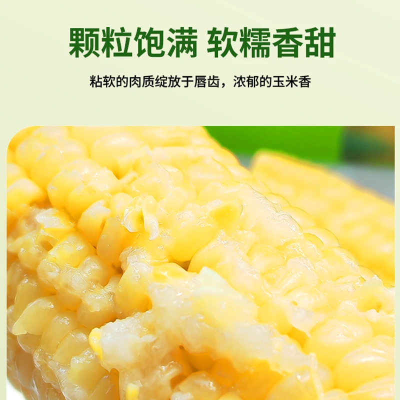 2025头茬高叶酸契丹粮道黄糯白糯香甜内蒙黏苞米早餐夜宵粗粮玉米
