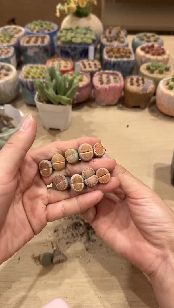 8-86多肉植物肉锥