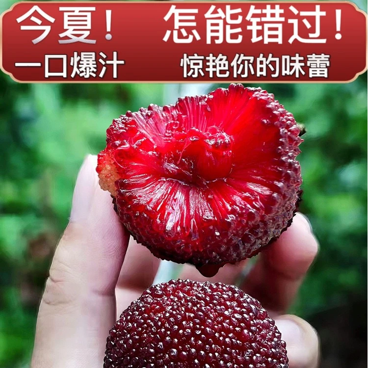 【中果】东魁杨梅新鲜水果现摘现发坏果包赔