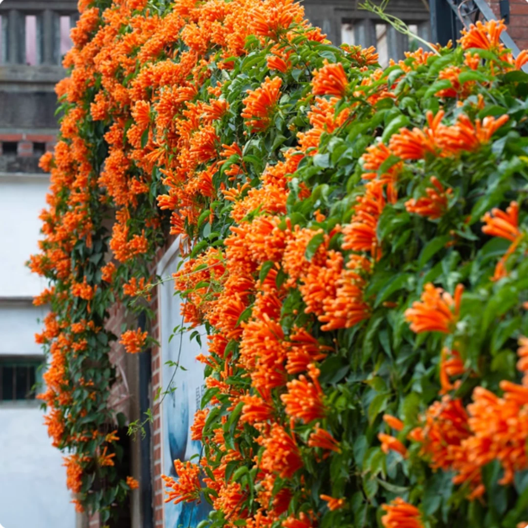 凌霄花苗爬藤植物老桩花卉盆栽阳台庭院喜阳耐寒新手易种南北种植