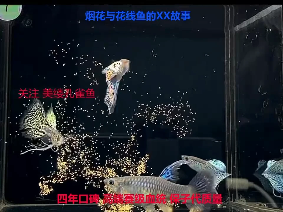 孔雀鱼草蛇大C精品体验1对