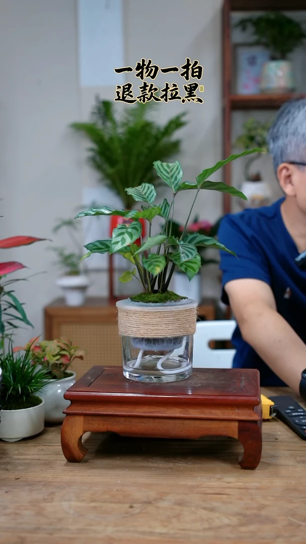 完全开放竹芋189