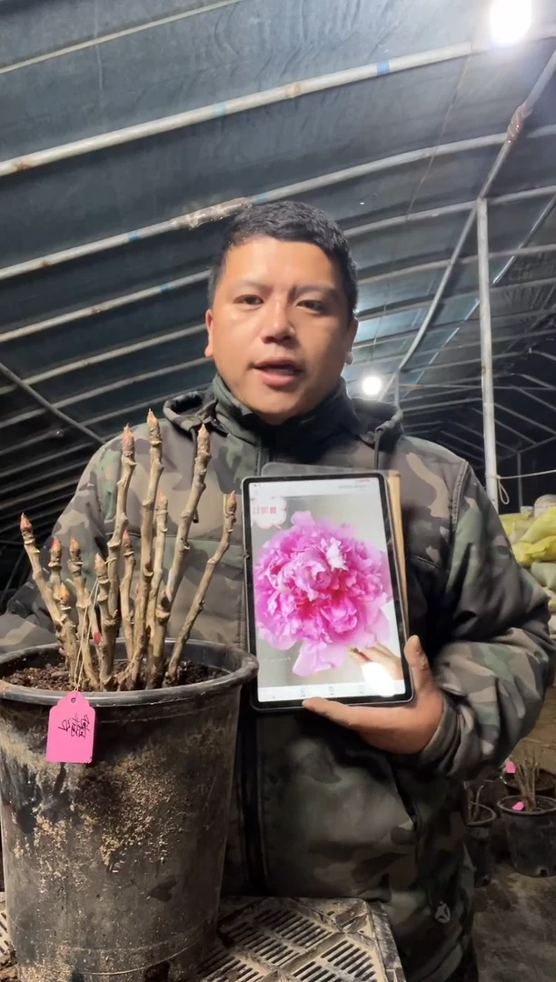 鲁菏红，盆栽牡丹带盆带土发货