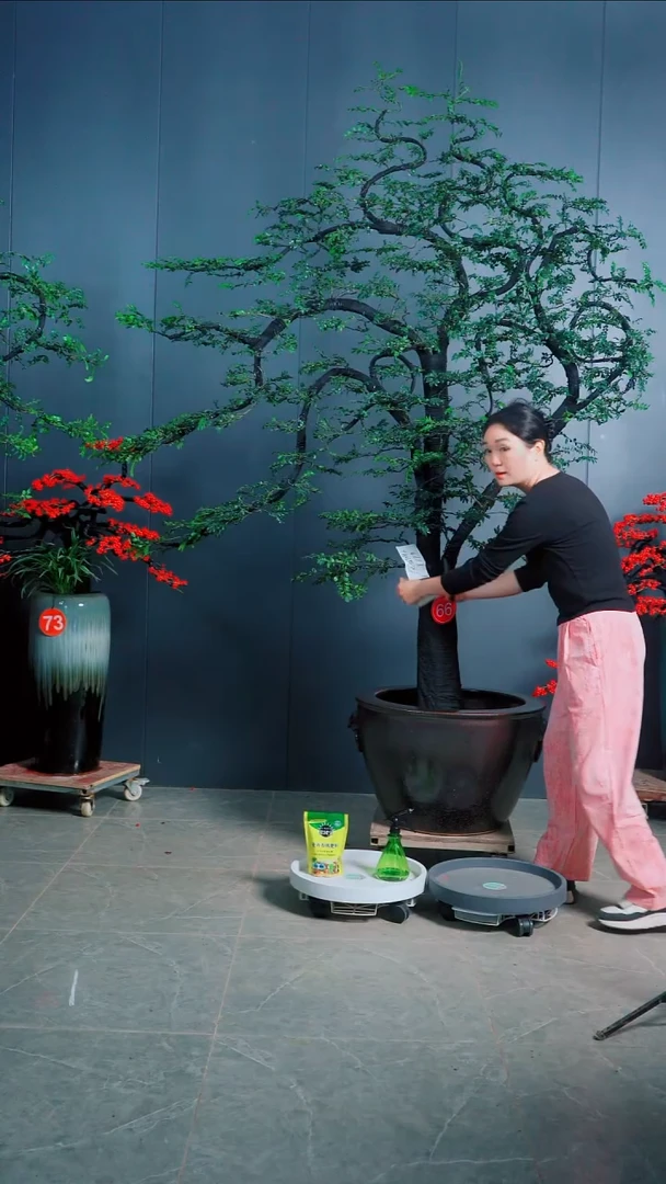 有机玻璃龙**人广东的小叶紫檀.66号