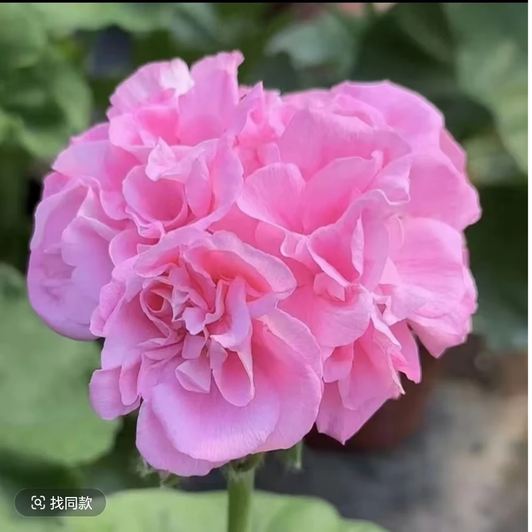 【劳拉宝石-直立天竺葵】粉紫色重瓣，不带花苞季节原因介意黄叶勿拍