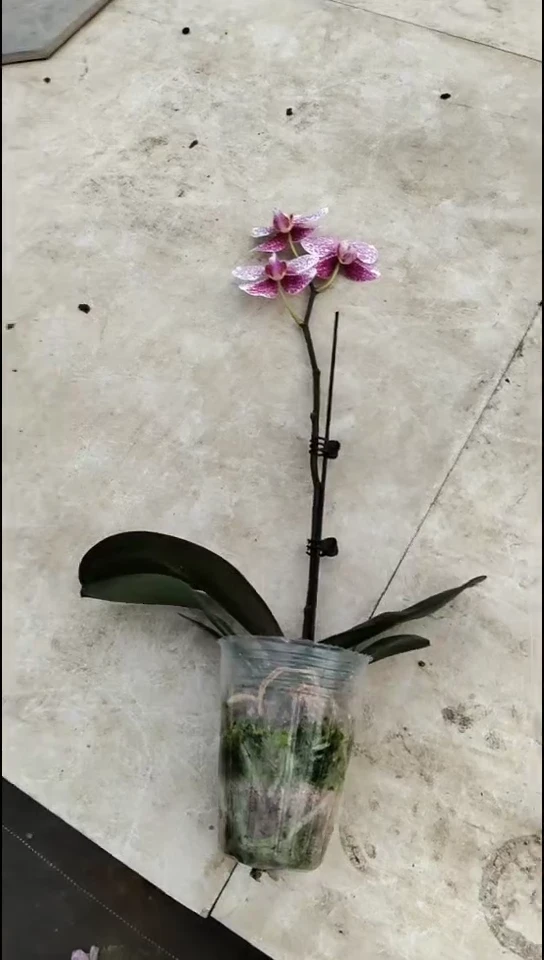 完全开放加迪斯福利价