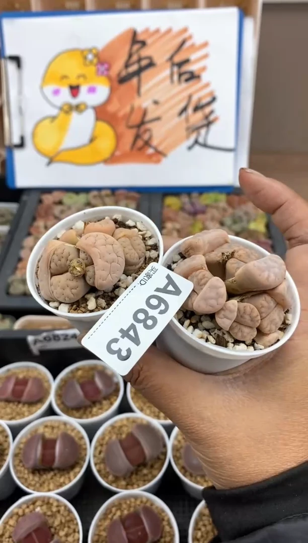 【闪购商品】6843直播一物一拍