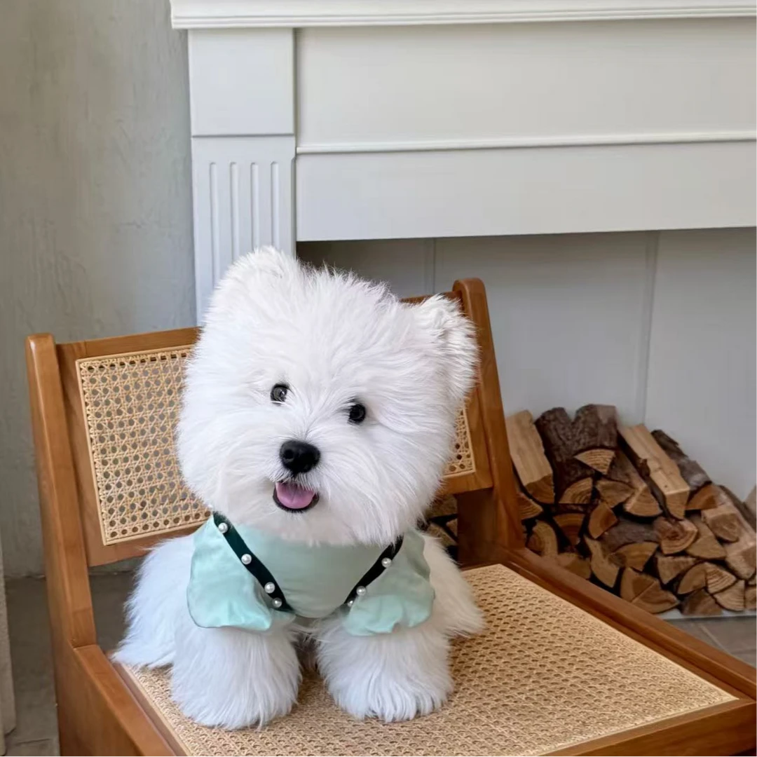 软爆毛西高地幼犬狗狗
