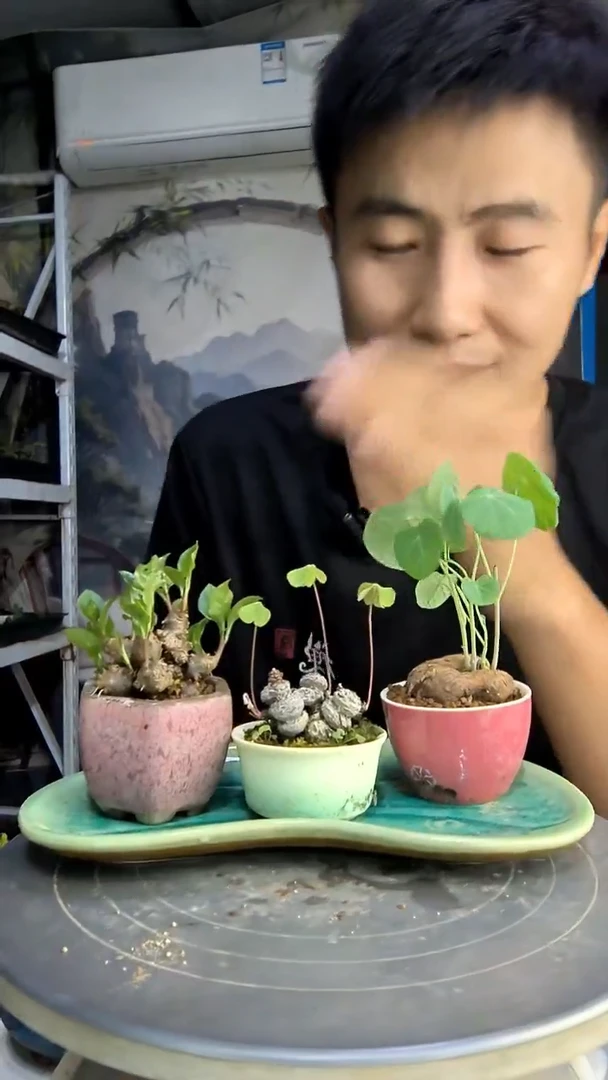 塞*狼中青园艺一物一拍91