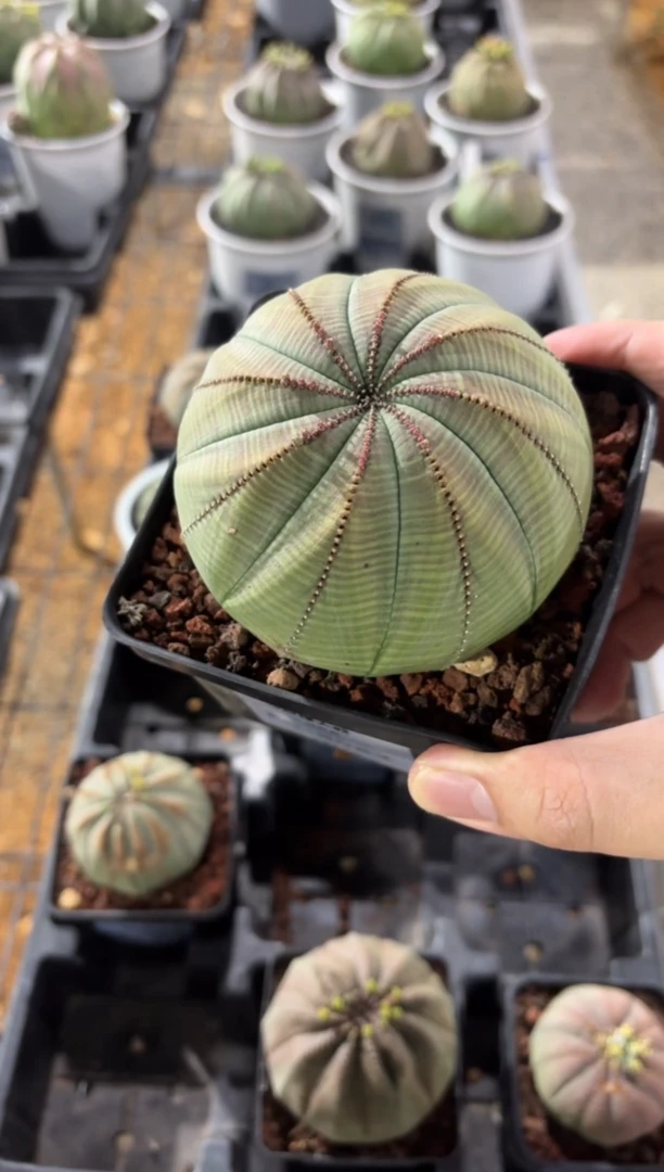 布纹球大戟FC-9052