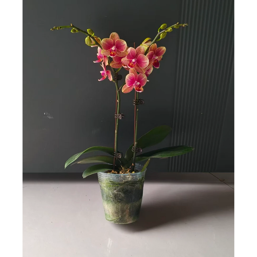 蝴蝶兰（3.5寸小金桔）双花剑带花苞