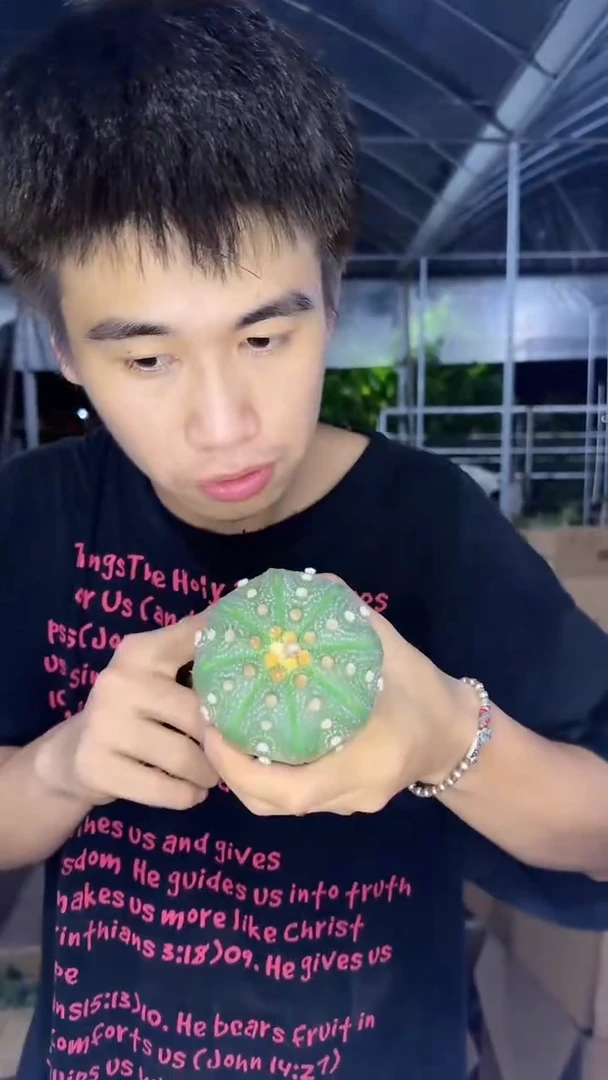 5颗 实生根 星兜 4-6cm