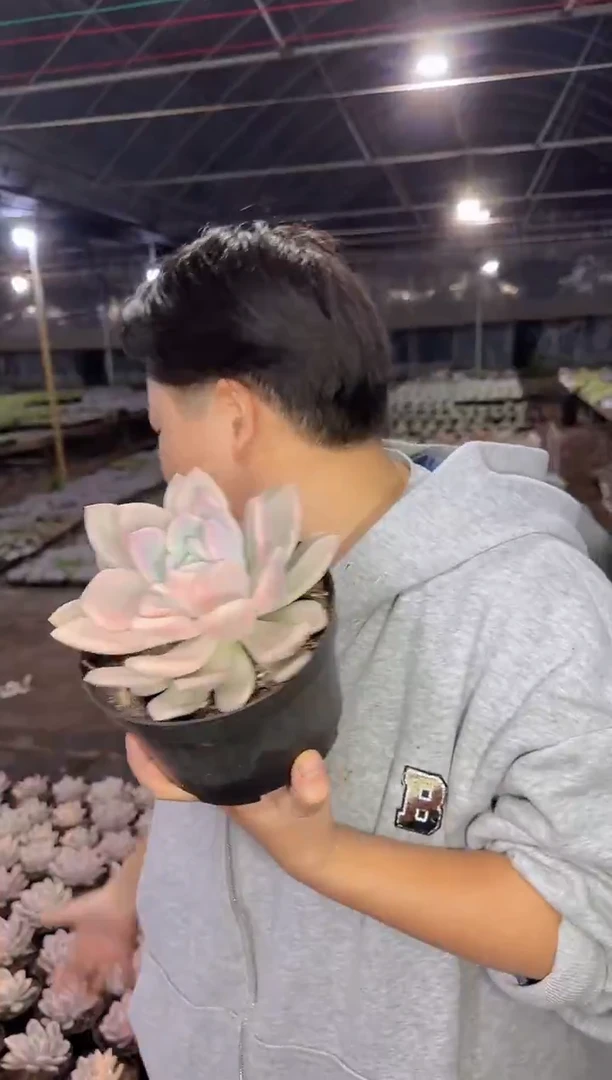 单头奥普锦挑大的9.99