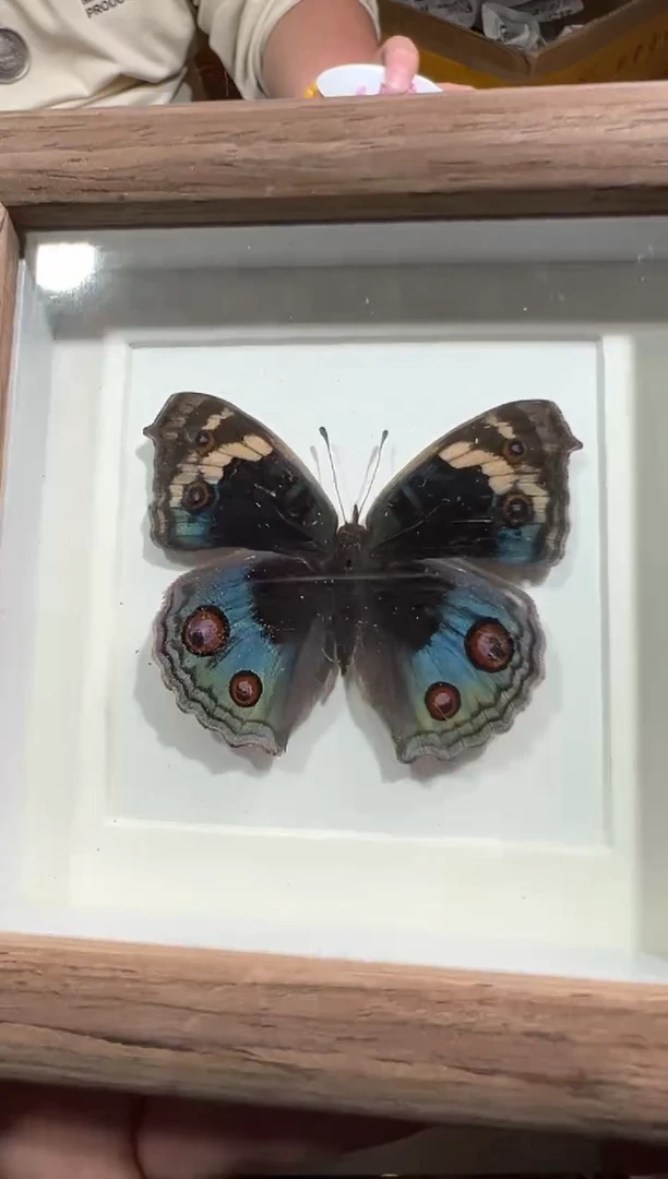 【闪购商品】瓷片工艺赏玩器物下单即认可（多样性发一个）