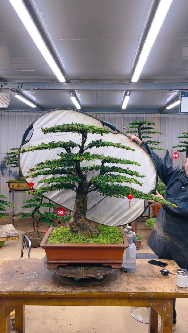 无花朵精品盆景 一物一拍