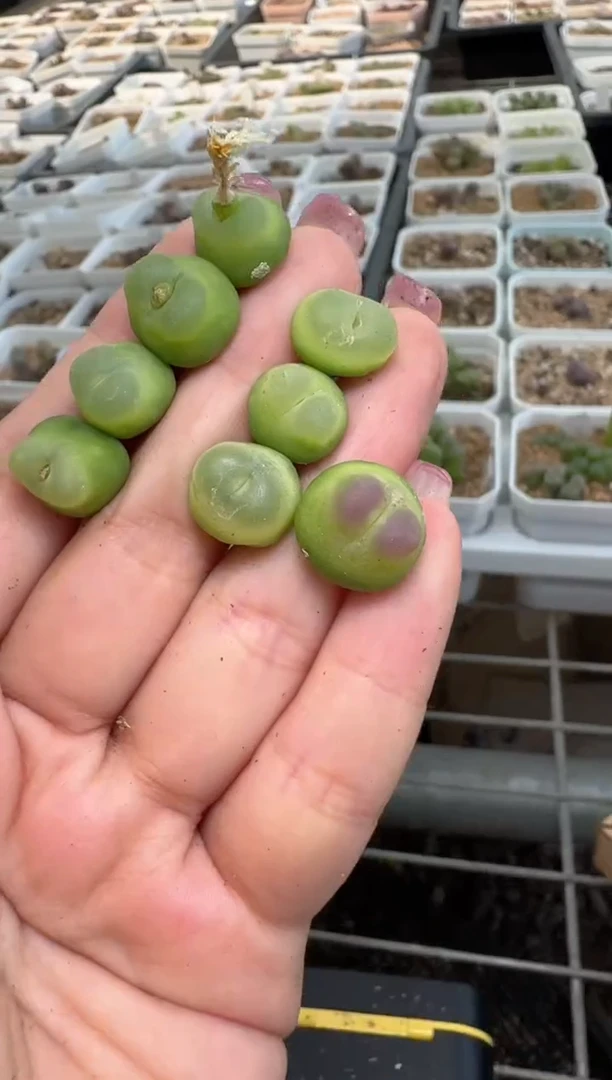 美丽的肉石头9.5-74一颗