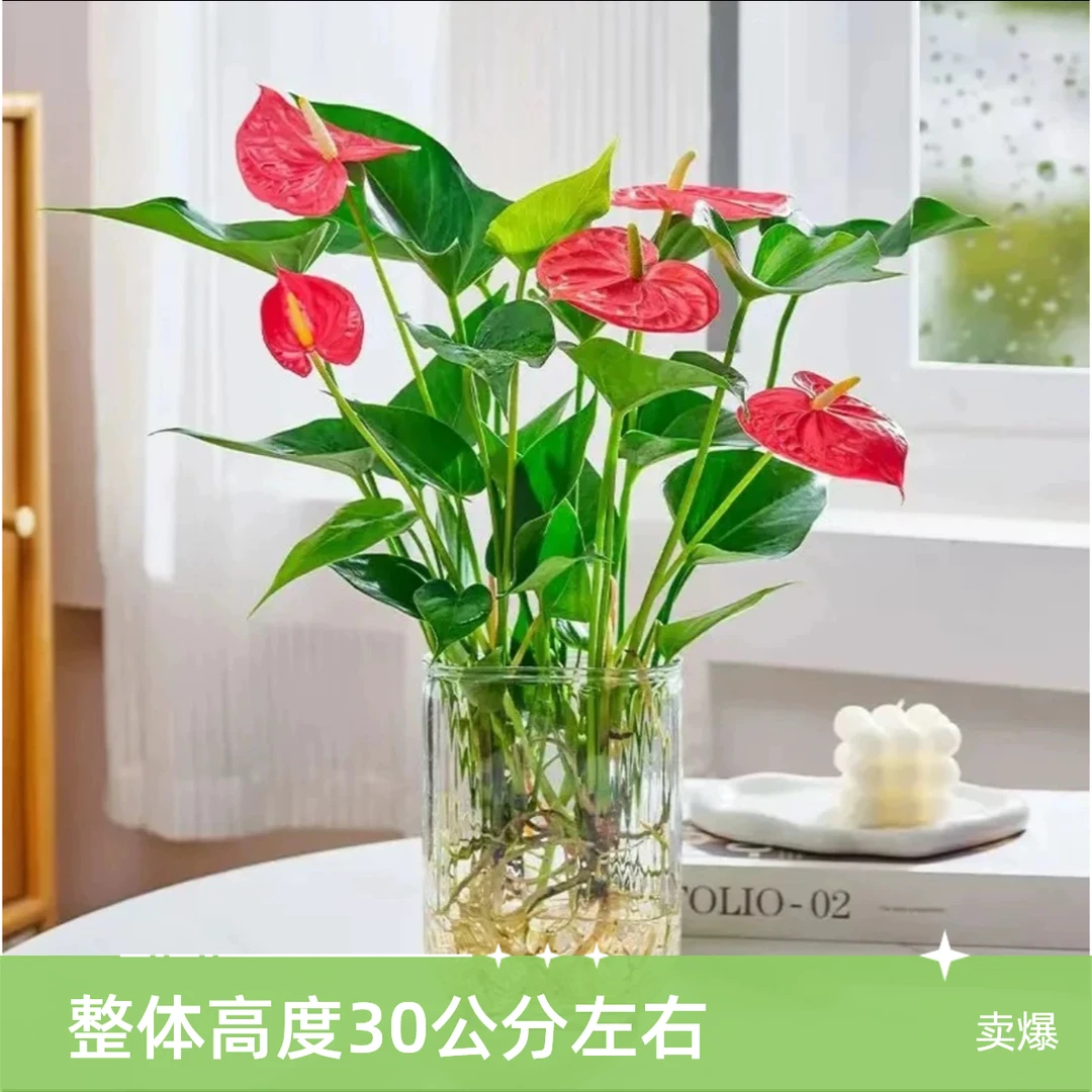 30-40公分U型玻璃瓶红掌盆栽水培植物室内好养绿植懒人好养易活