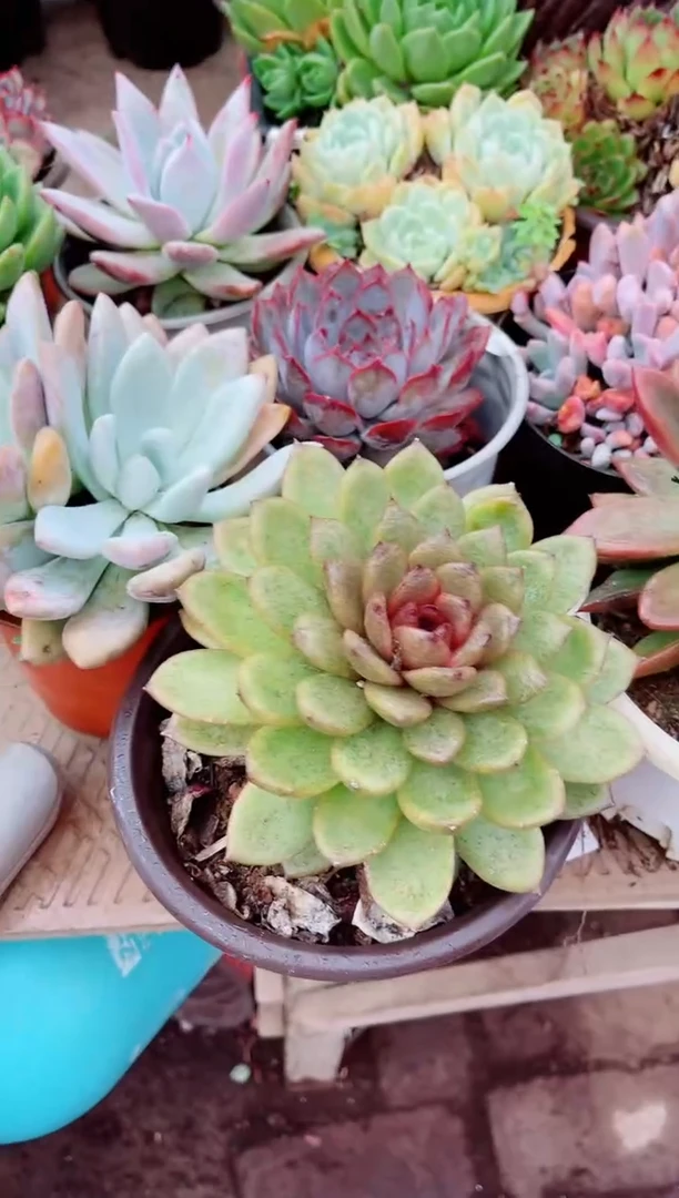 ꧁****꧂16069多肉植物一物一拍