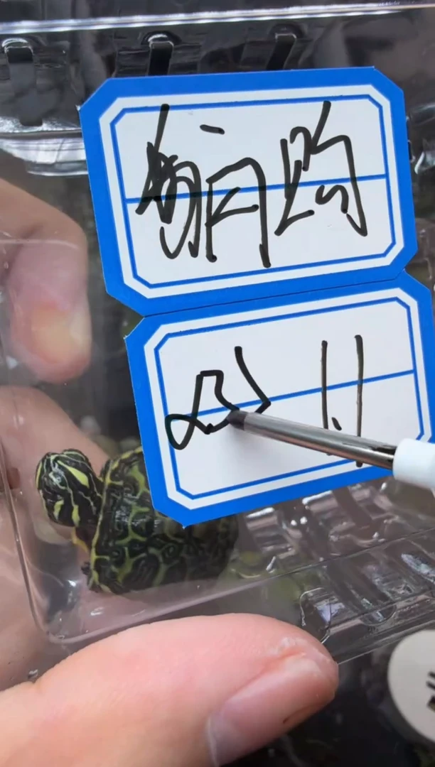 公母搭配宠物龟35号