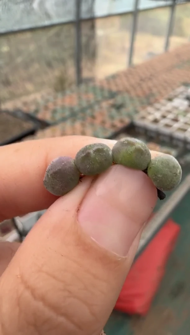 11-15多肉植物肉锥天使之翼空蝉一颗