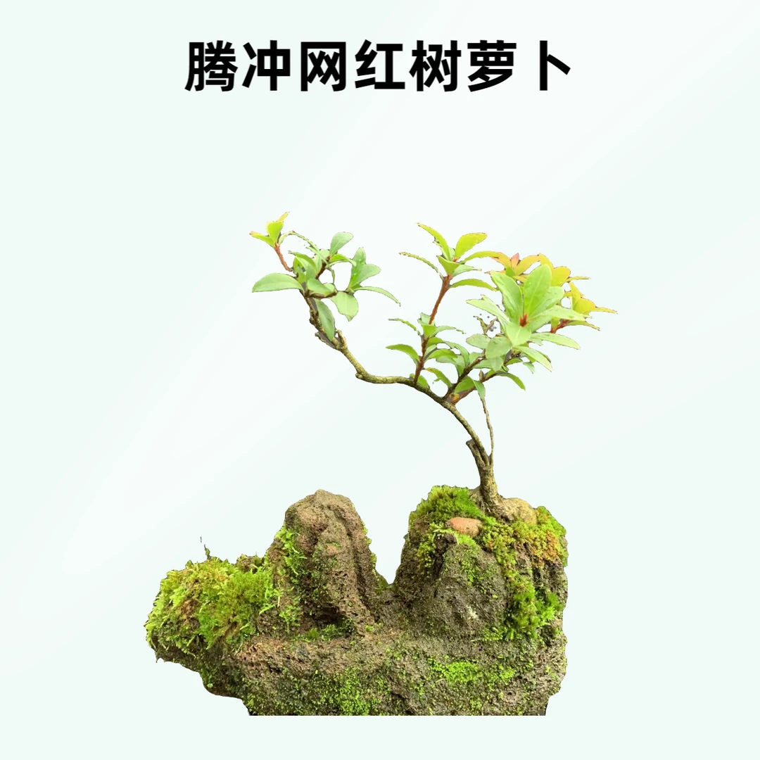 腾冲火山网红树萝卜五翅莓绿植盆栽盆景