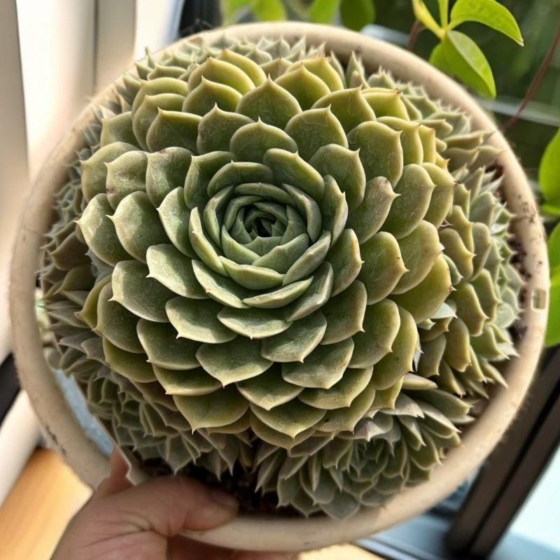 昂斯诺大手捧多肉植物