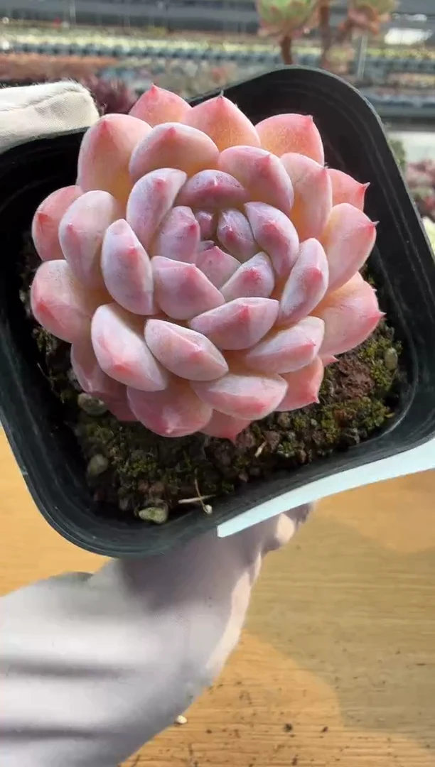 东云多肉园二店-246