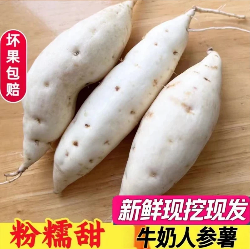 【现挖现发】香甜粉糯新鲜白皮白心板栗薯香甜地瓜鸡蛋薯粉糯 5斤