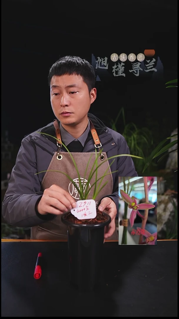 全部花苞左****！蕙兰赤霞珠（龙头一发二）一半内部价