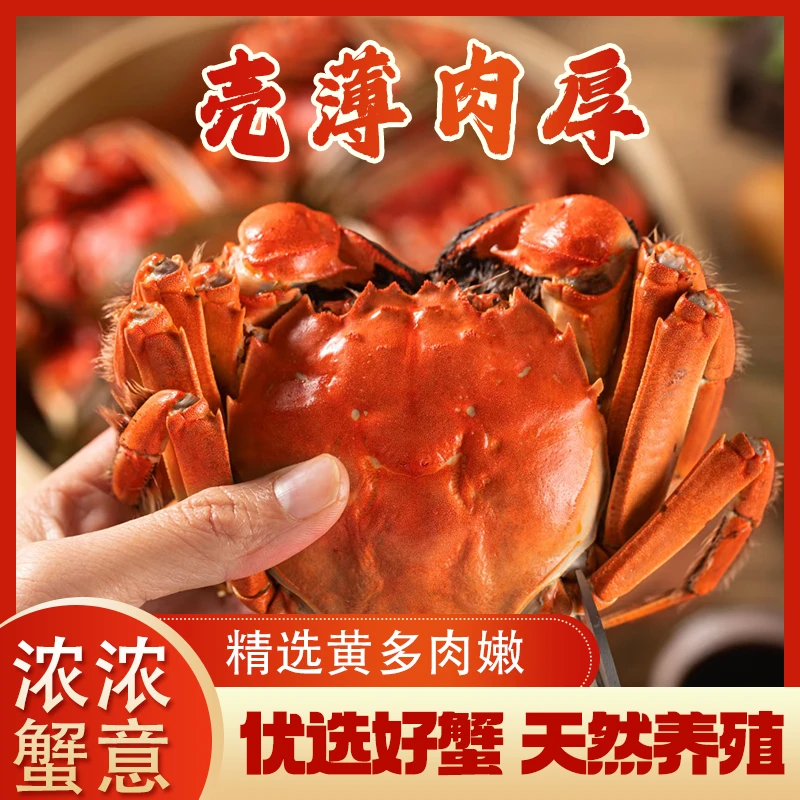 【活蟹】江苏大闸蟹金标蟹公蟹4.0-3.7两母蟹3.0-2.7两到手12只
