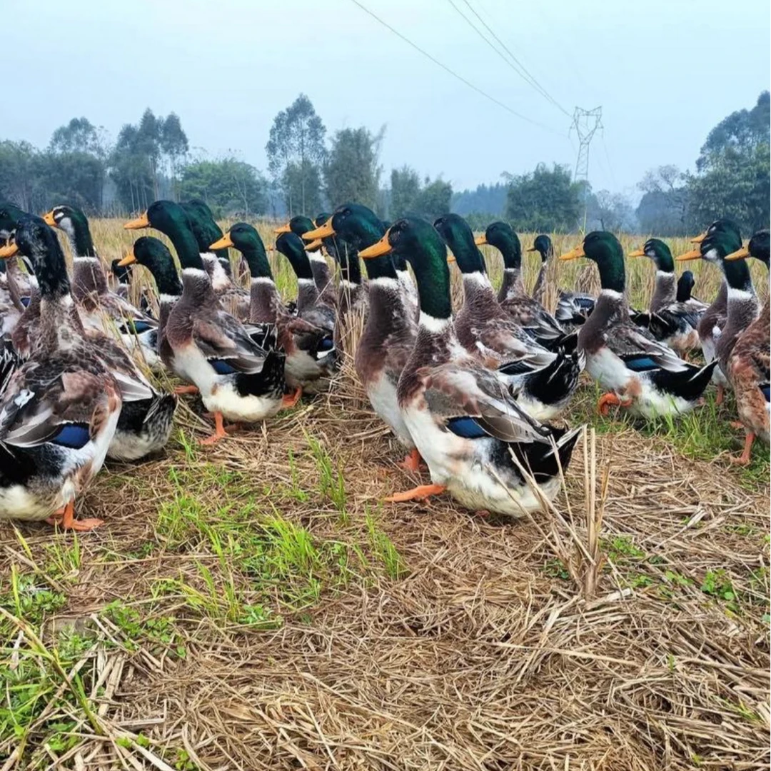 {美丽教门冲辉书记助农直播} 农家散养鸭