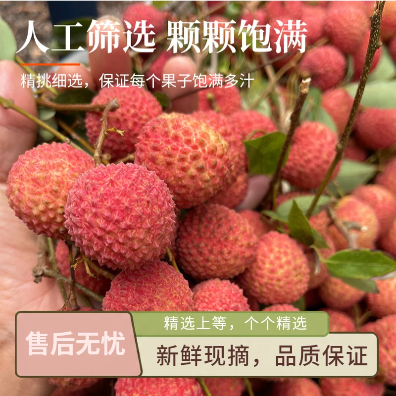 现摘增城现货桂味荔枝正宗新鲜特大广东整箱批发10斤现摘应季水果