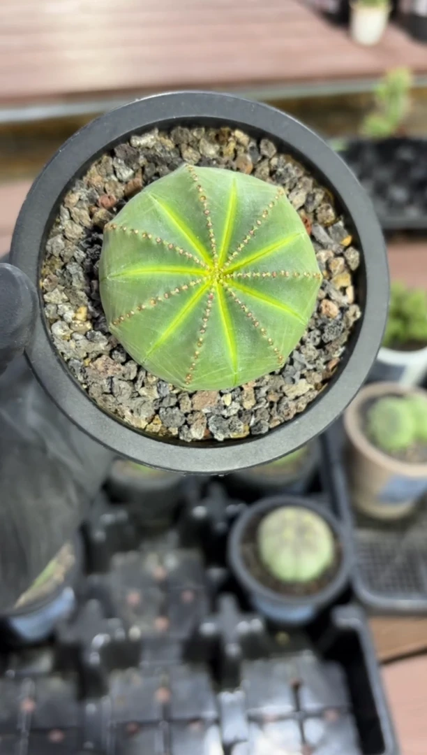 布纹球大戟FC-6068