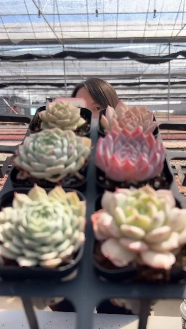 【闪购商品】福利款17（6选一，其中一颗）不可选