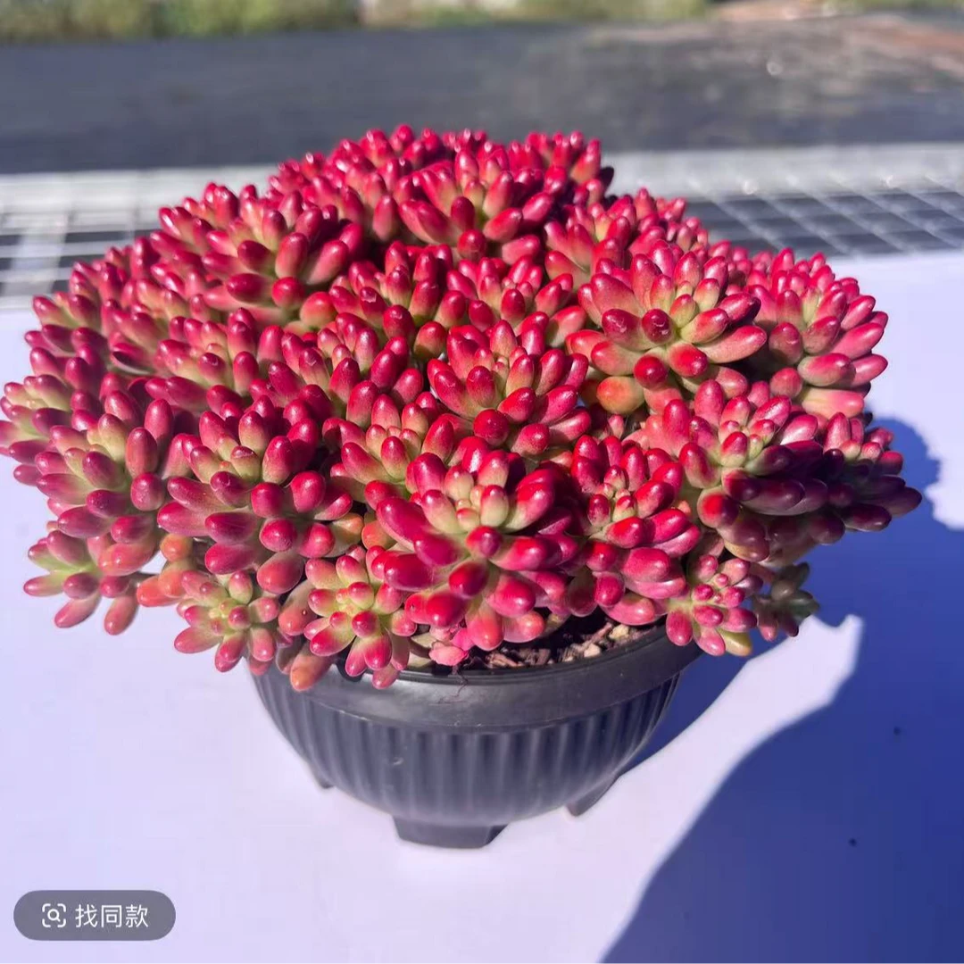 【超大盆转运珠】带盆带土发 多肉植物 新手好养