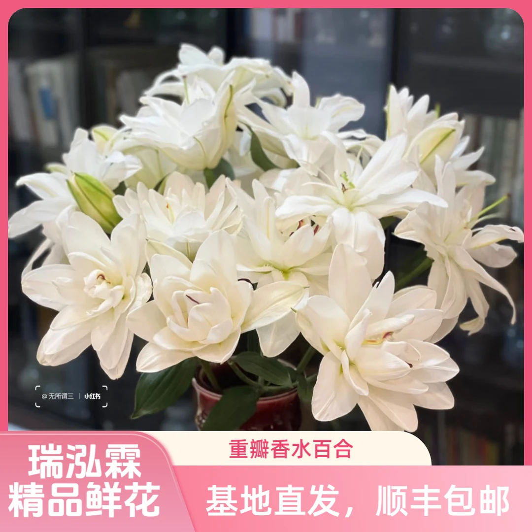 （莲花美人）重瓣百合东北鲜花原产地鲜花鲜切花顺丰包邮