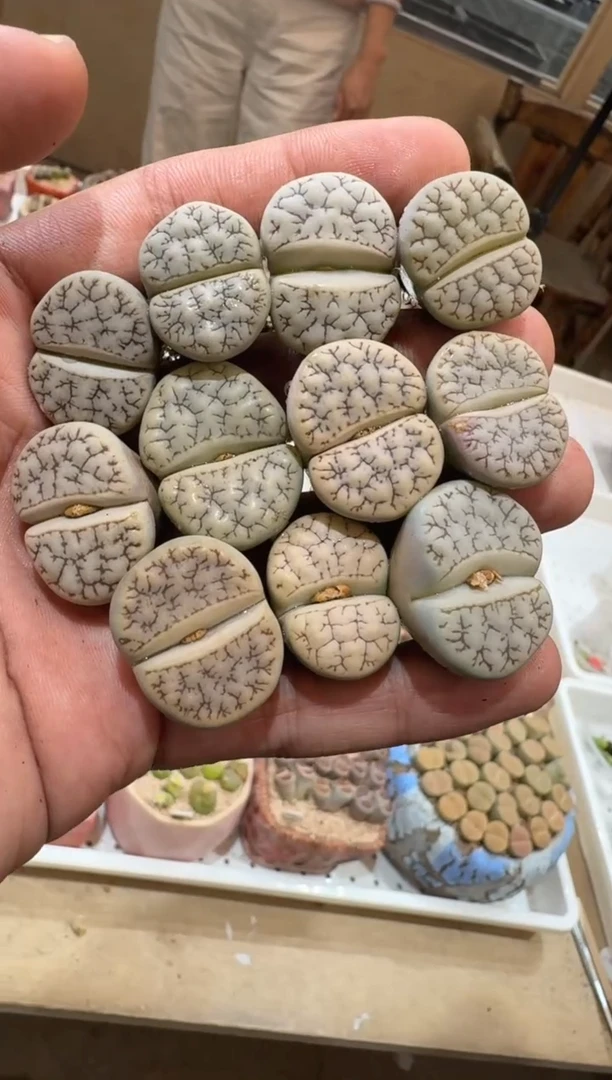 151多肉植物肉锥189一颗