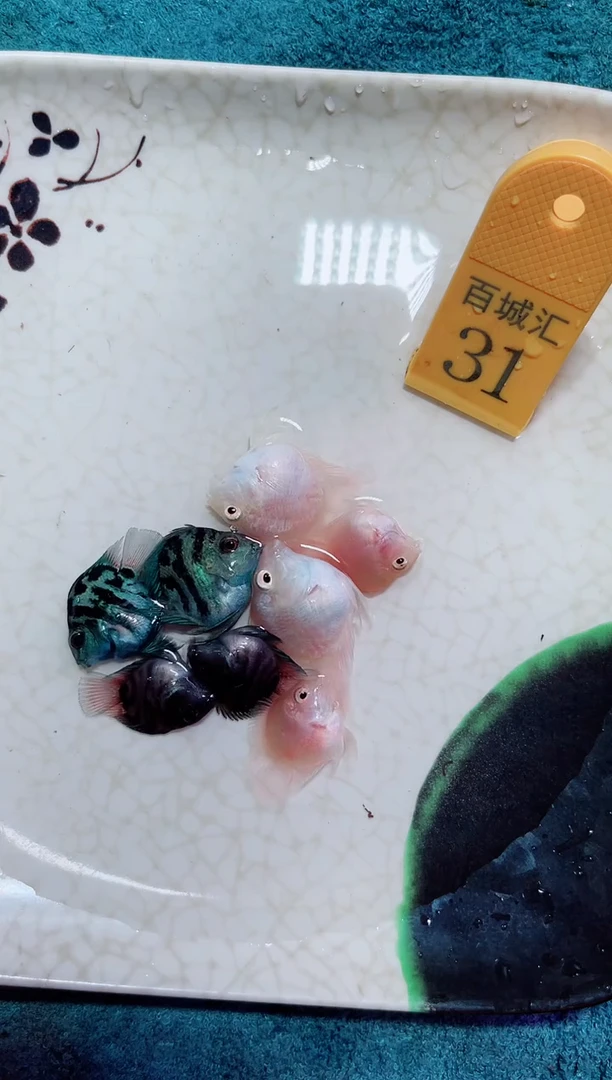 鹦鹉鱼233413453543543