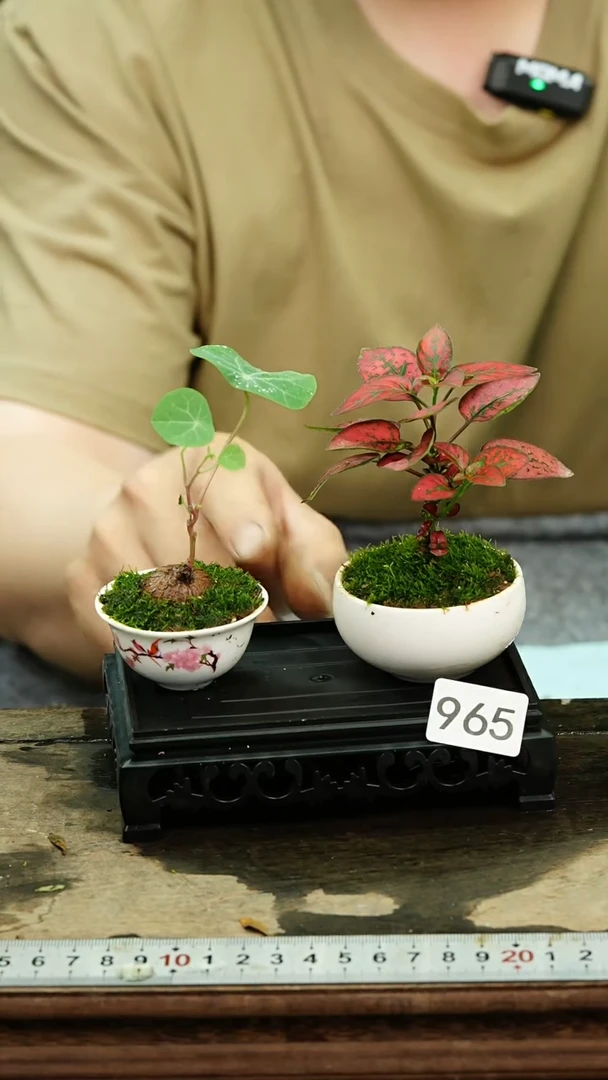 无花朵苔藓微景观965号